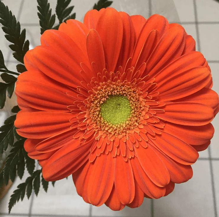 captura-de-pantalla-2017-02-02-12-28-52