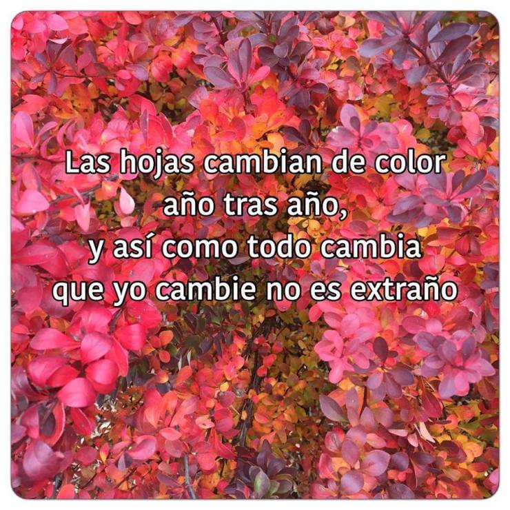 15241902_1537419389608062_6691133062913728737_n